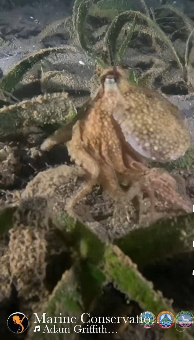 សត្វសមុទ្រពេលយប់