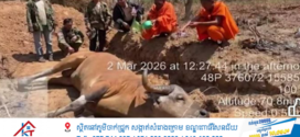 សត្វទន្សោង១ក្បាល ត្រូវបានប្រទះឃើញងាប់នៅក្នុងដែនជម្រកសត្វព្រៃសង្ឃរុក្ខាវ័ន