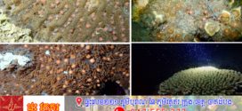កម្ពុជារកឃើញការបង្កកំណើតរបស់ផ្កាថ្ម ជាលើកទី៣ នៅប្រជុំកោះរ៉ុង និងលើកដំបូងនៅប្រជុំកោះស្ដេច