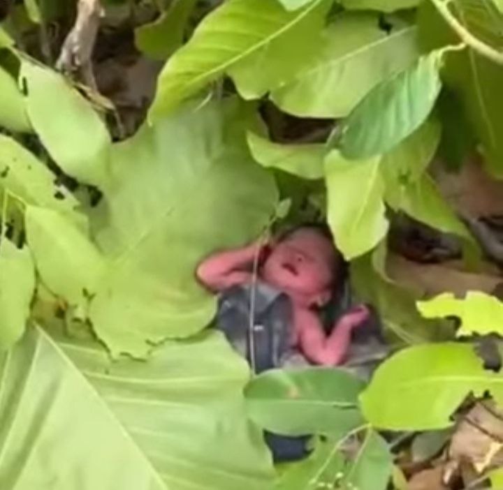 ទារកត្រូវបានរកឃើញ