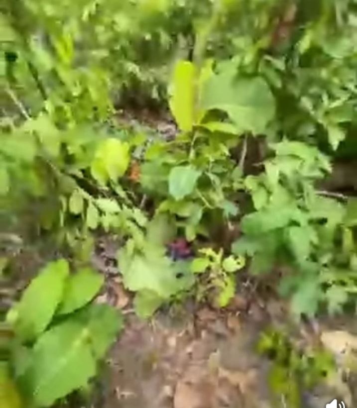 ការតាមដានករណី