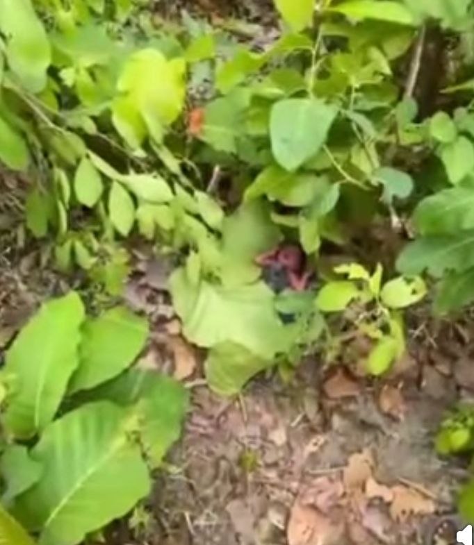 ការថែទាំទារក