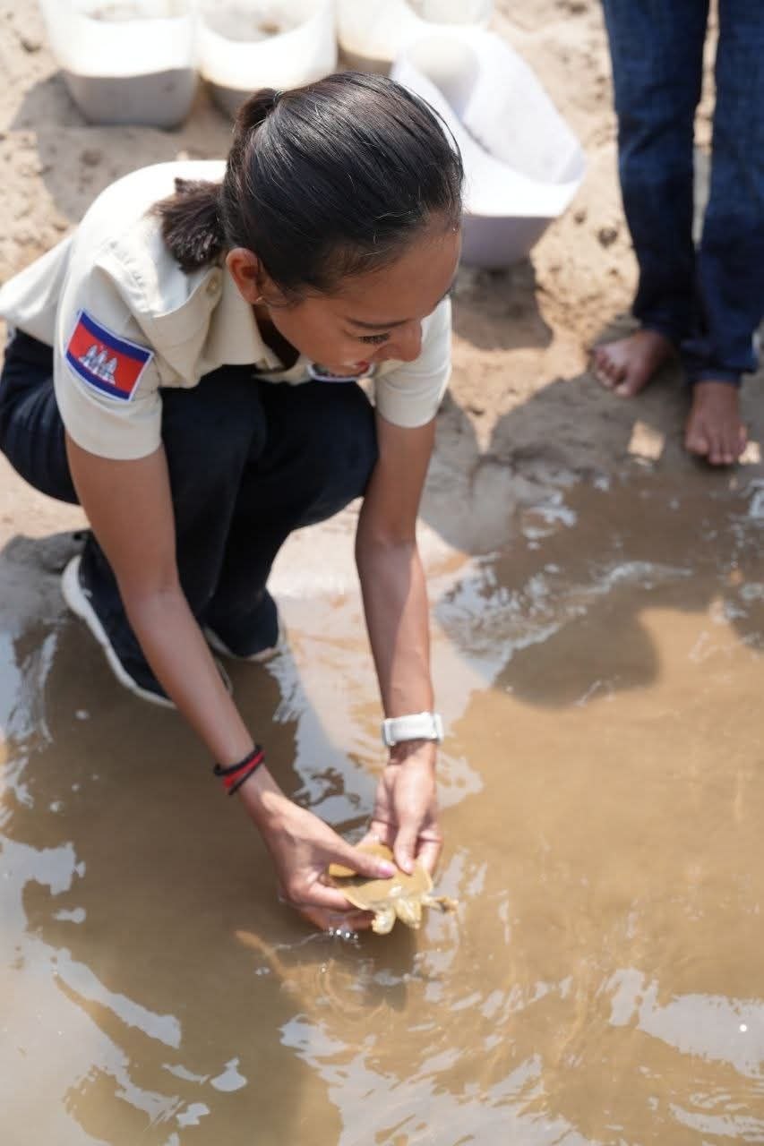 ការលែងកន្ធាយក្បាលកង្កែប