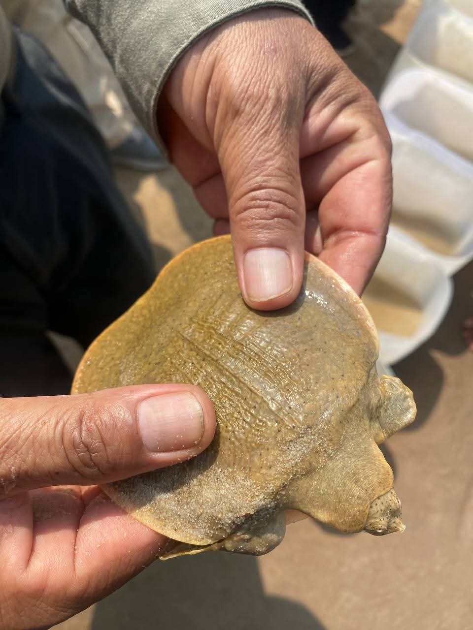 សហគមន៍អភិរក្ស