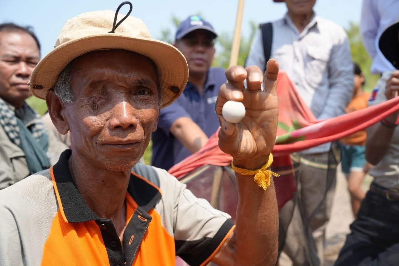 កន្ធាយក្បាលកង្កែប