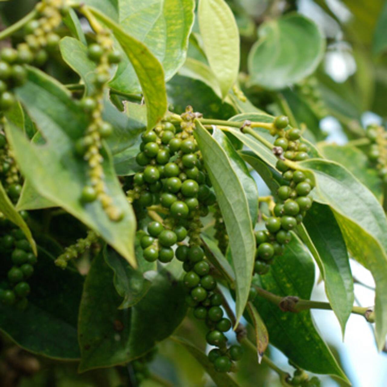 ទីផ្សារម្រេចកម្ពុជា