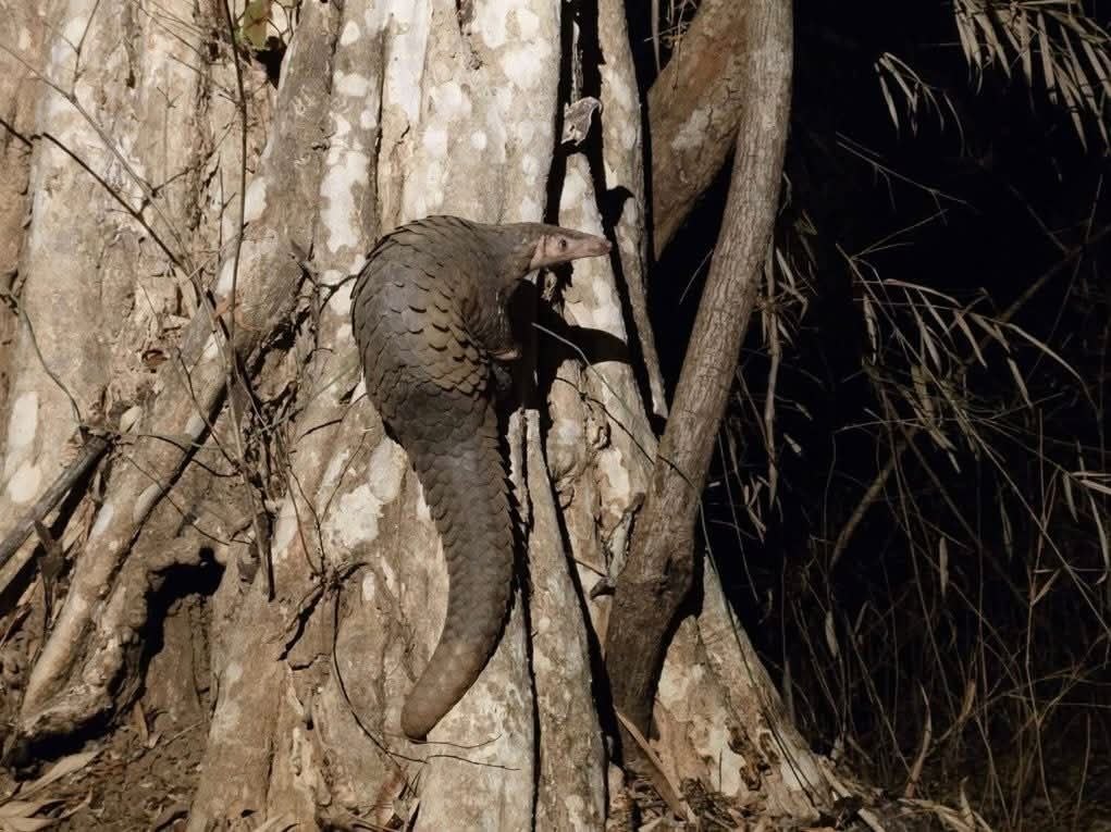 ការលែងសត្វពង្រូល