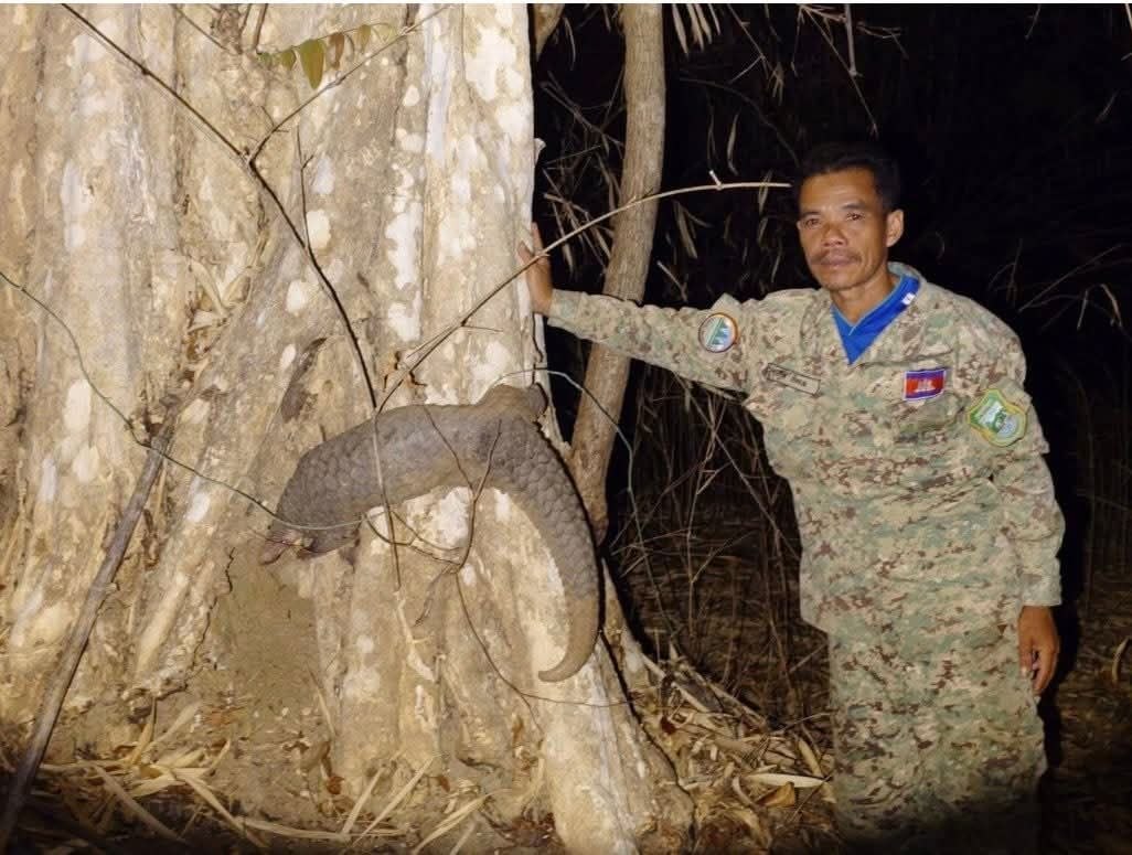 ពង្រូលក្នុងព្រៃ