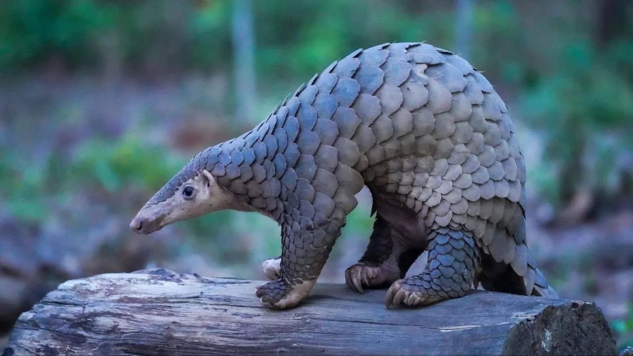 សត្វពង្រូល Sunda Pangolin