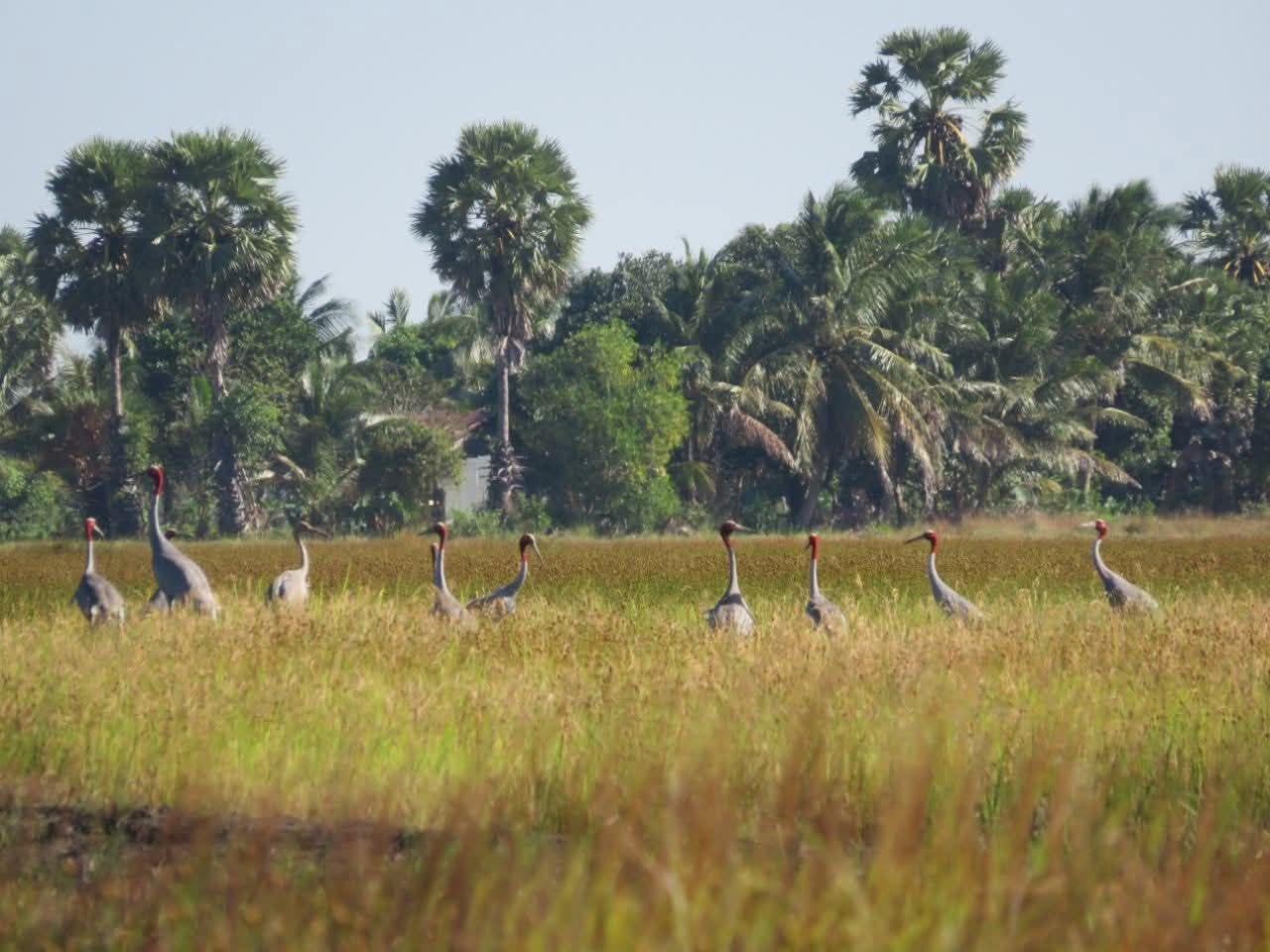 ការអភិរក្សតំបន់ដីសើម