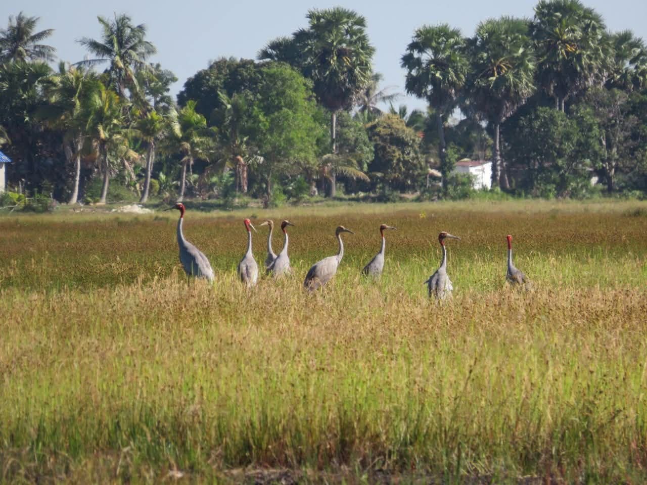 សត្វក្រៀលនៅតំបន់អន្លង់ព្រីង