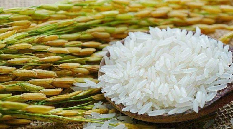 វិស័យស្រូវអង្ករកម្ពុជា