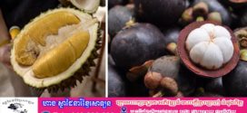 តម្លៃផ្លែមង្ឃុតកើនលើសផ្លែទុរេនក្នុងប្រទេសម៉ាឡេស៊ីចំពេលមានការផ្លាស់ប្តូរការធ្វើកសិកម្ម