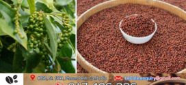 រយៈពេល ៣ខែឆ្នាំ២០២៦នេះ! ការនាំចេញម្រេចរបស់កម្ពុជា រកចំណូលបានជាង ៩លានដុល្លារ