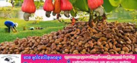 ស្វាយចន្ទីកំពង់ធំ ត្រូវបានចុះបញ្ជីម៉ាកសម្គាល់ភូមិសាស្ត្រទំនិញ (GI) ដែលជាជំហានសំខាន់ក្នុងការលើកកម្ពស់កេរ្តិ៍ឈ្មោះ និងអត្តសញ្ញាណផលិតផលខ្មែរលើឆាកអន្តរជាតិ