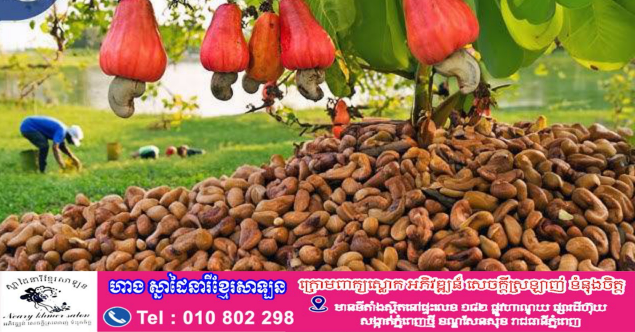 ស្វាយចន្ទីកំពង់ធំ ត្រូវបានចុះបញ្ជីម៉ាកសម្គាល់ភូមិសាស្ត្រទំនិញ (GI) ដែលជាជំហានសំខាន់ក្នុងការលើកកម្ពស់កេរ្តិ៍ឈ្មោះ និងអត្តសញ្ញាណផលិតផលខ្មែរលើឆាកអន្តរជាតិ
