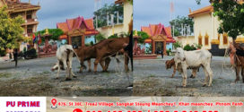 គោថៃជាង៥០ក្បាលក្រុមឈ្មួញនាំឆ្លងដែនមកកម្ពុជាត្រូវសមត្ថកិច្ចចាប់ទុក