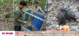 «សត្វប្រមា»ចំនួន ២ក្បាល ត្រូវបានអ្នកជំនាញត្រៀមលែងចូលទៅក្នុងព្រៃតំបន់អង្គរ