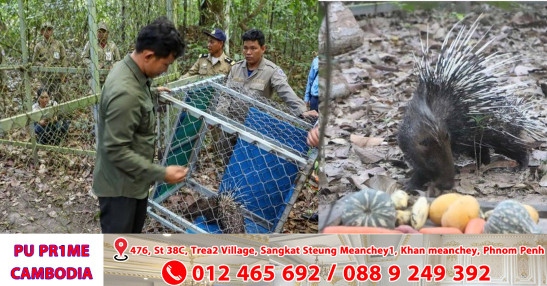«សត្វប្រមា»ចំនួន ២ក្បាល ត្រូវបានអ្នកជំនាញត្រៀមលែងចូលទៅក្នុងព្រៃតំបន់អង្គរ