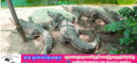 ក្រពើភ្នំពូជសុទ្ធចំនួន ១០ ក្បាល នឹងត្រូវបានលែងចូលទៅក្នុងទន្លេស្រែពក ដើម្បីគាំទ្រការស្តារប្រភេទសត្វនៅកម្ពុជា