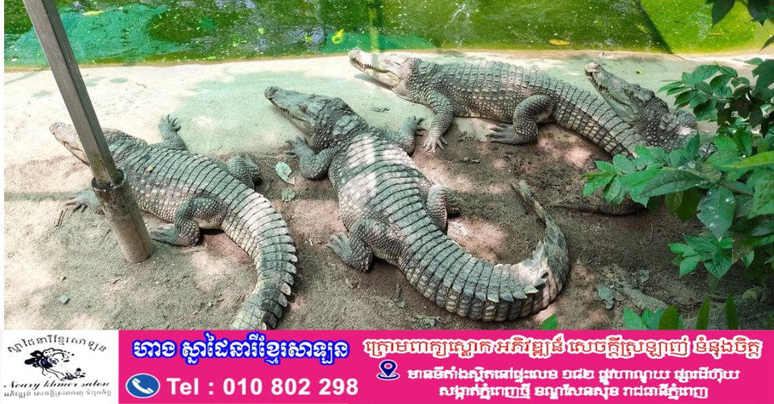 ក្រពើភ្នំពូជសុទ្ធចំនួន ១០ ក្បាល នឹងត្រូវបានលែងចូលទៅក្នុងទន្លេស្រែពក ដើម្បីគាំទ្រការស្តារប្រភេទសត្វនៅកម្ពុជា