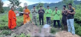 សត្វប្រើសញី១ក្បាលមានផ្ទៃពោះវង្វេងចូលភូមិត្រូវក្រុមបុគ្គលអគតិវាយនិងត្រូវឆ្កែដេញ…ងាប់ទាំងមេទាំងកូន