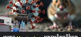 មេរោគ Hantavirus បង្កការគំរាមគំហែងដល់ប្រទេសនាៗជុំវិញពិភពលោក