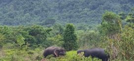 មានសត្វដំរីព្រៃ ចូលមកបំផ្លាញដំណាំក្នុងចំការដូចជាដំណាំដូងជាដើម ក្នុងនោះដំរីខ្លះបានចូលមកអុកឡុកដល់ផ្ទះសម្បែងពលរដ្ឋក៏មានដែរ នៅស្រុកកំពង់សីលា