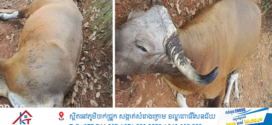 សត្វទន្សោង ៤ ក្បាលបានងាប់ ក្នុងរយៈពេល ៥ ខែដើមឆ្នាំ ២០២៦
