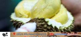 កសិកររបស់ម៉ាឡេស៊ីប្រើបច្ចេកវិទ្យាដើម្បីប្រឆាំងនឹងទុរេនក្លែងក្លាយ 