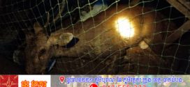 អាជ្ញាធរជួយសង្រ្គោះសត្វក្តាន់ប្រភេទសត្វជិតផុតពូជលើពិភពលោកចំនួន១ក្បាលនៅខេត្តក្រចេះ