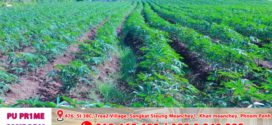 អាជ្ញាធរស្រុកតាំងគោក៖  ជំរុញលើកទឹកចិត្ដឱ្យកសិករ បន្តដាំដំឡូងមីនិងបន្លែបន្ទាប់បន្សំ ដើម្បីជួយសម្រាលបន្ទុក គ្រួសារ