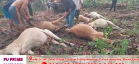 រន្ទះបាញ់ផាំង! ងាប់គោប្រជាពលរដ្ឋ ១៩ក្បាល ក្នុងថ្ងៃតែមួយ នៅស្រុកលំផាត់ ខេត្តរតនគិរី
