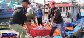 ការនាំចេញគ្រឿងសមុទ្ររបស់វៀតណាមកើនឡើង 11% ដោយសារតម្រូវការកាន់តែខ្ពស់ពីចិន