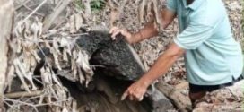 អ្នក​ភូមិ​ប្រទះ​ឃើញ​គ្រាប់កាំភ្លើង​ត្បាល់​ធុន​៨០​ម​.​ម​ចំនួន​០៥​គ្រាប់​នៅ​ក្នុង​គល់ឈើនៅស្រុក​ភ្នំព្រឹក