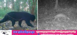 កម្ពុជា រកឃើញវត្តមានសត្វព្រៃជិត៥០ប្រភេទនៅក្នុងឧទ្យានជាតិវើនសៃ-សៀមប៉ាង