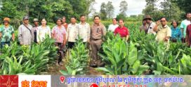 កសិករគំរូបង្ហាញដំណាំសាគូប្រភេទស្រួលរកទីផ្សារមានតម្លៃខ្ពស់  អាចរកចំណូលទ្រទ្រង់ជីវភាពបានយ៉ាងធូរធារ