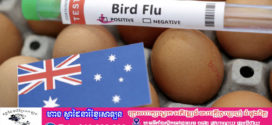 ប្រទេសអូស្ត្រាលីមានការប្រុងប្រយ័ត្នខ្ពស់ បន្ទាប់ពីសត្វស្លាបក្នុងស្រុកឆ្លងជំងឺផ្តាសាយបក្សី H5N1