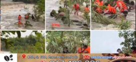 យុវតីម្នាក់ ត្រូវទឹកហូរគួចធ្លាក់ទៅទើរលើមែកឈើ ត្រូវបានសមត្ថកិច្ចជួយសង្គ្រោះជីវិតទាំងប្រថុយប្រថាន