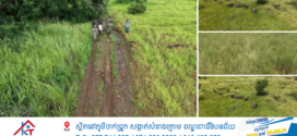 ហ្វូងដំរីព្រៃ ត្រូវប្រជាពលរដ្ឋប្រទះឃើញចូលមកក្បែរភូមិអ្នកស្រុកក្នុងខេត្តព្រះវិហារ