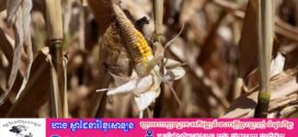 ប្រទេសចំនួនបួននៅអឺរ៉ុបកណ្តាលអំពាវនាវឱ្យមានការគាំទ្រជាបន្ទាន់ពីសហភាពអឺរ៉ុបដើម្បីដោះស្រាយគ្រោះរាំងស្ងួតធ្ងន់ធ្ងរ