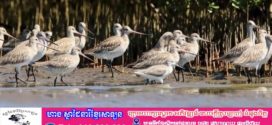 ហ្វូងសត្វស្លាបកម្រ ប្រទះឃើញនៅតំបន់ឆ្នេរសមុទ្រ នៃដែនជម្រកសត្វព្រៃពាមក្រសោប 